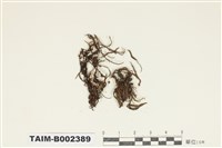 藏品(砂苔屬)的圖片